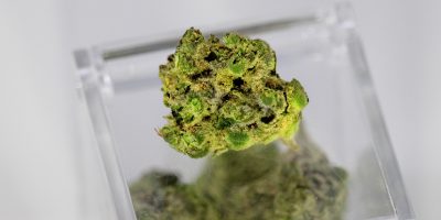 Cannabis Content Marketing