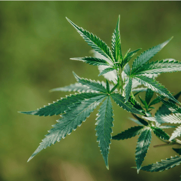 cannabis-plant