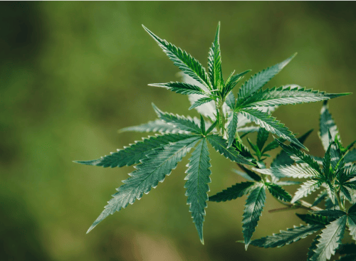 Close up photo of a cannabis plant